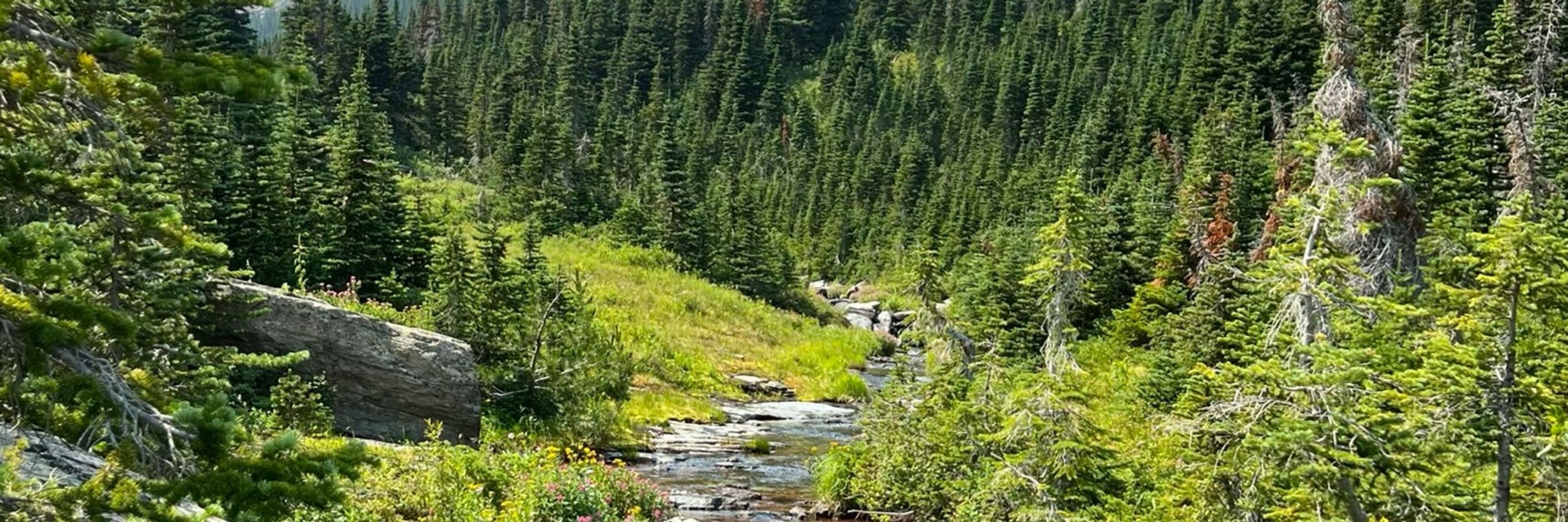 koda