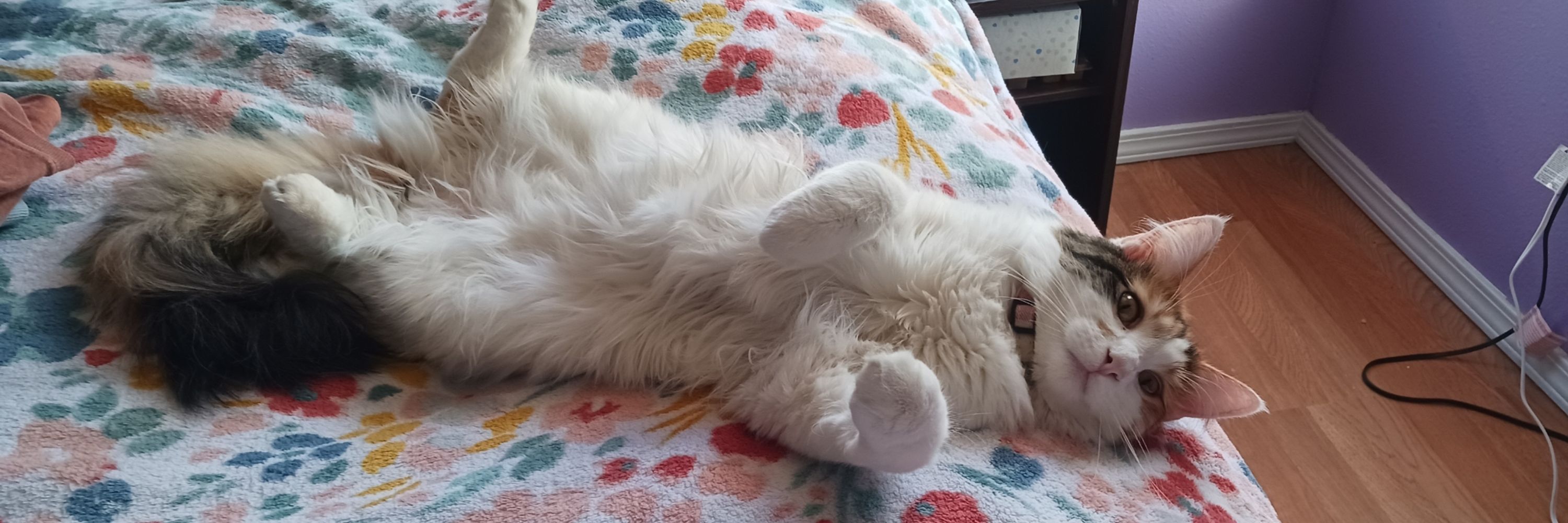 Katt