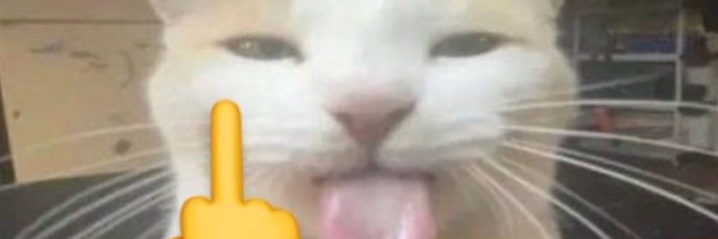 Peepee enjoyer