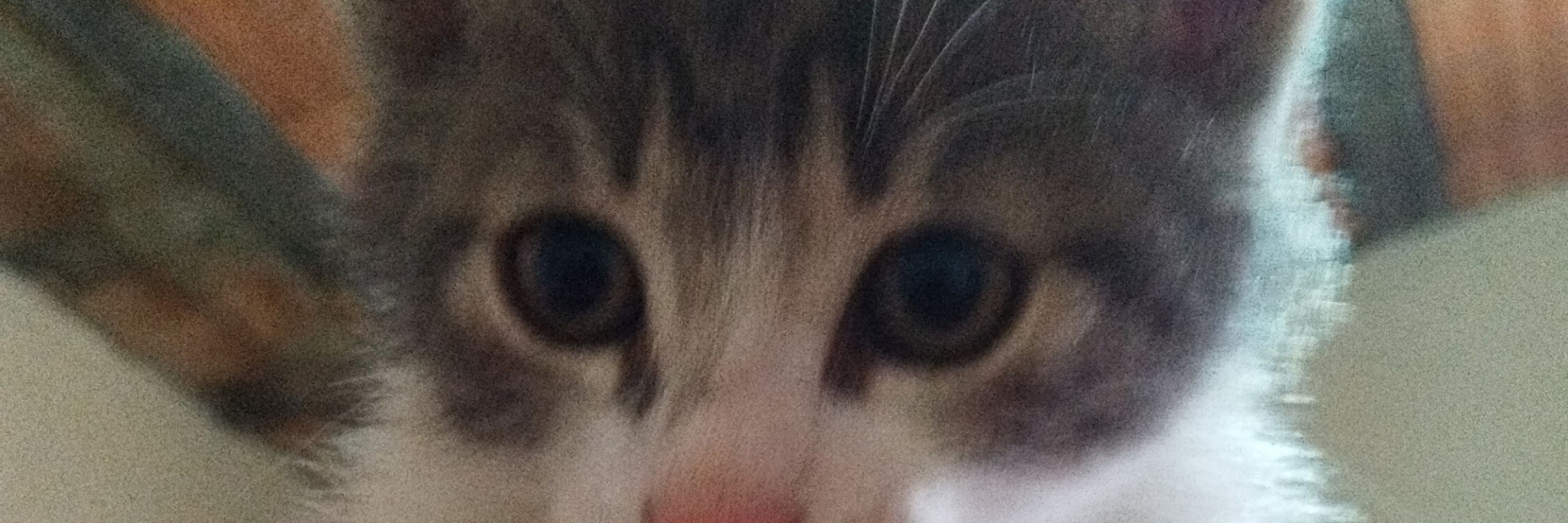 Lex