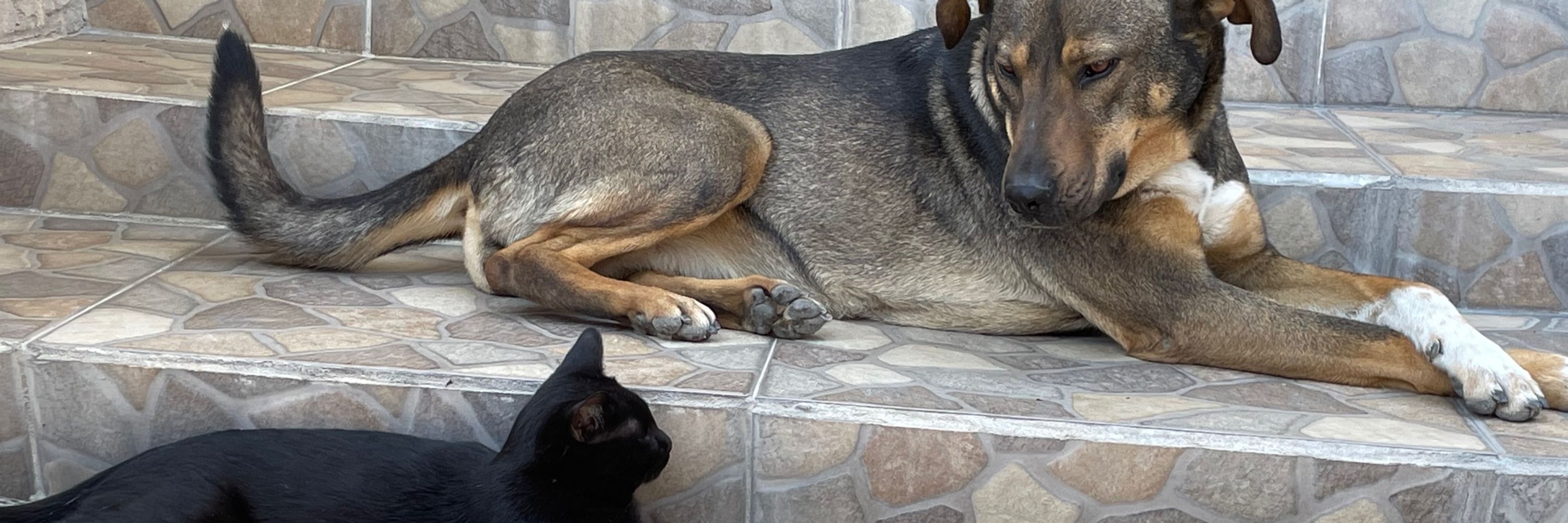 ¥real princesa🐶🐱🪴