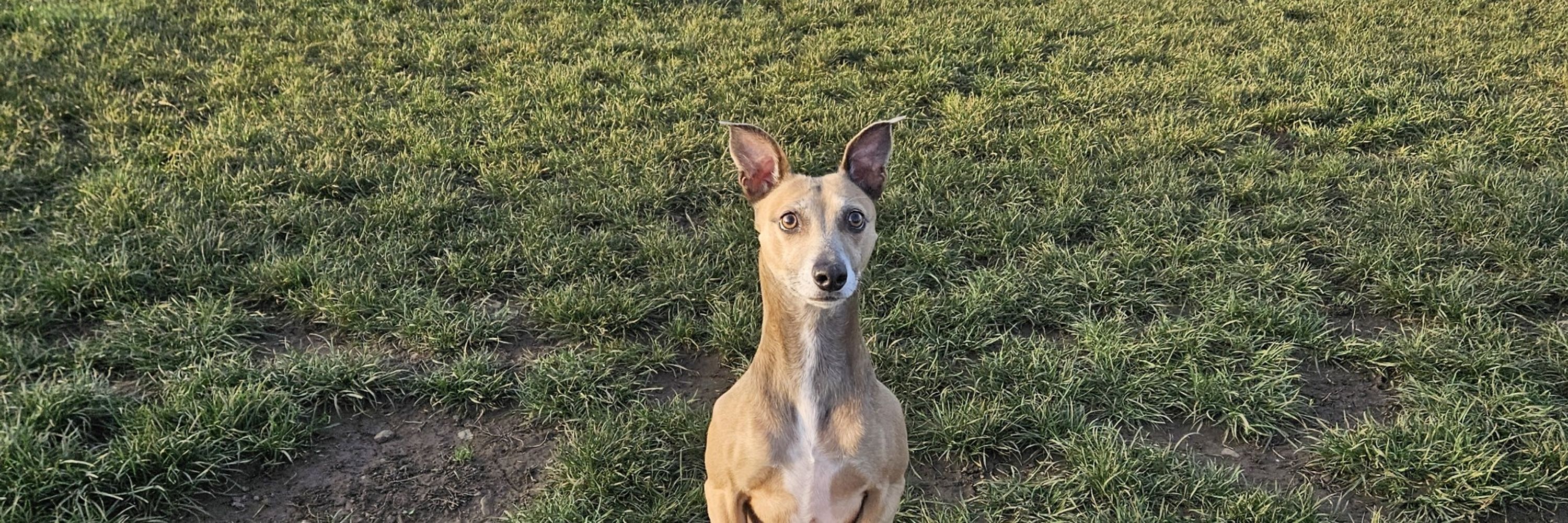 Isla