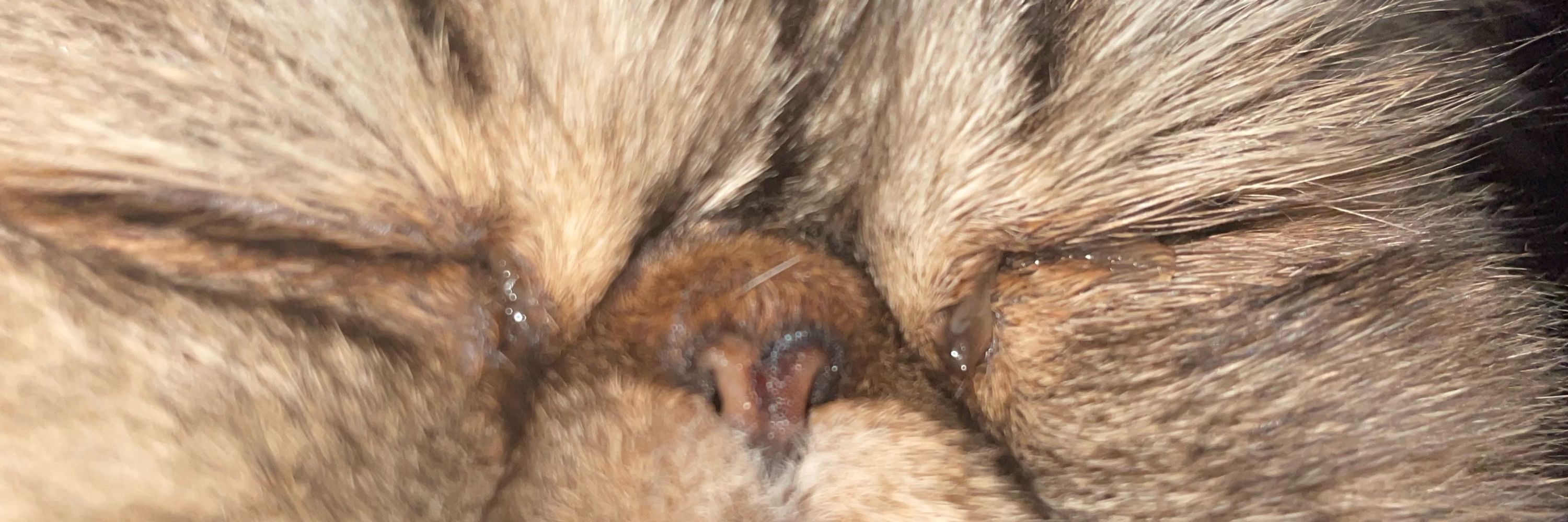 Gus