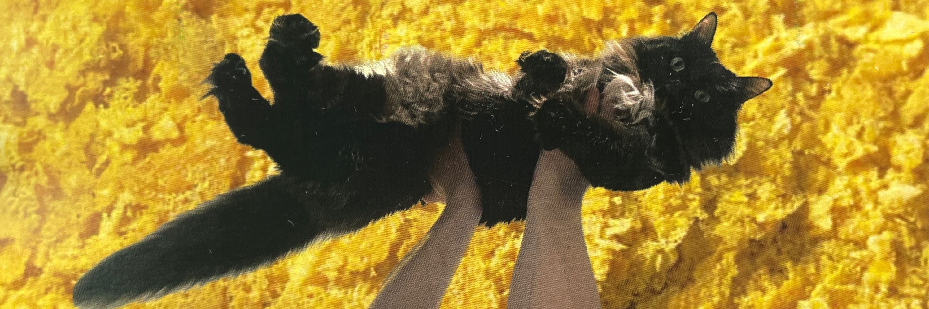 Laura Van Meow