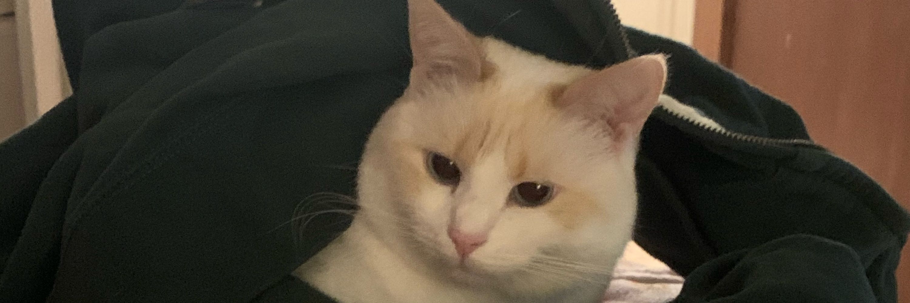✿
