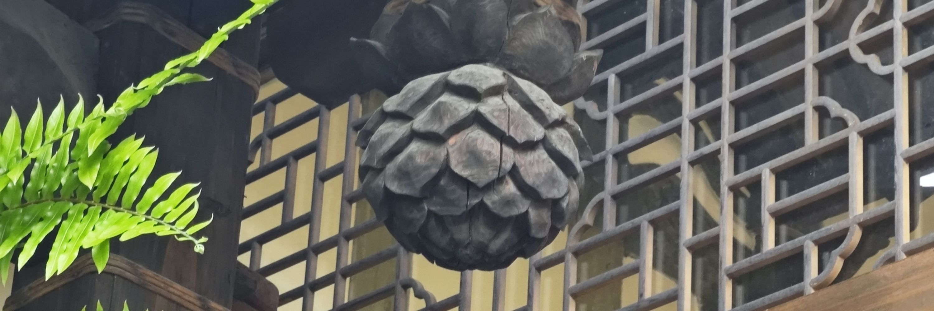 柑橘