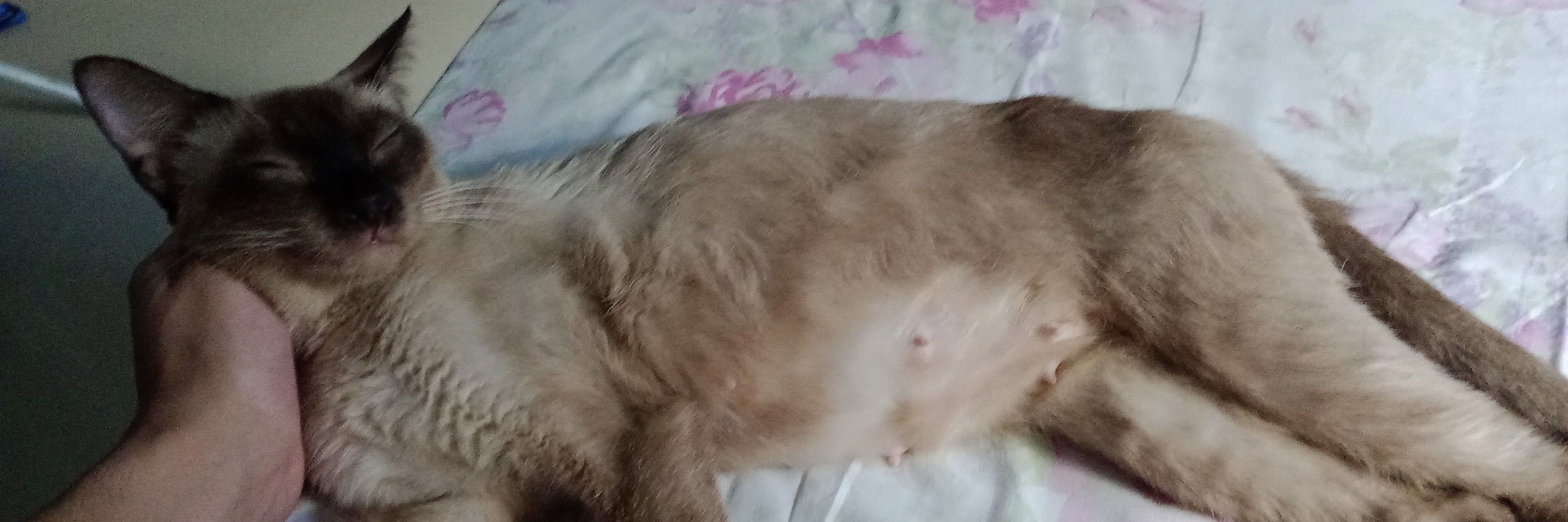 cipras