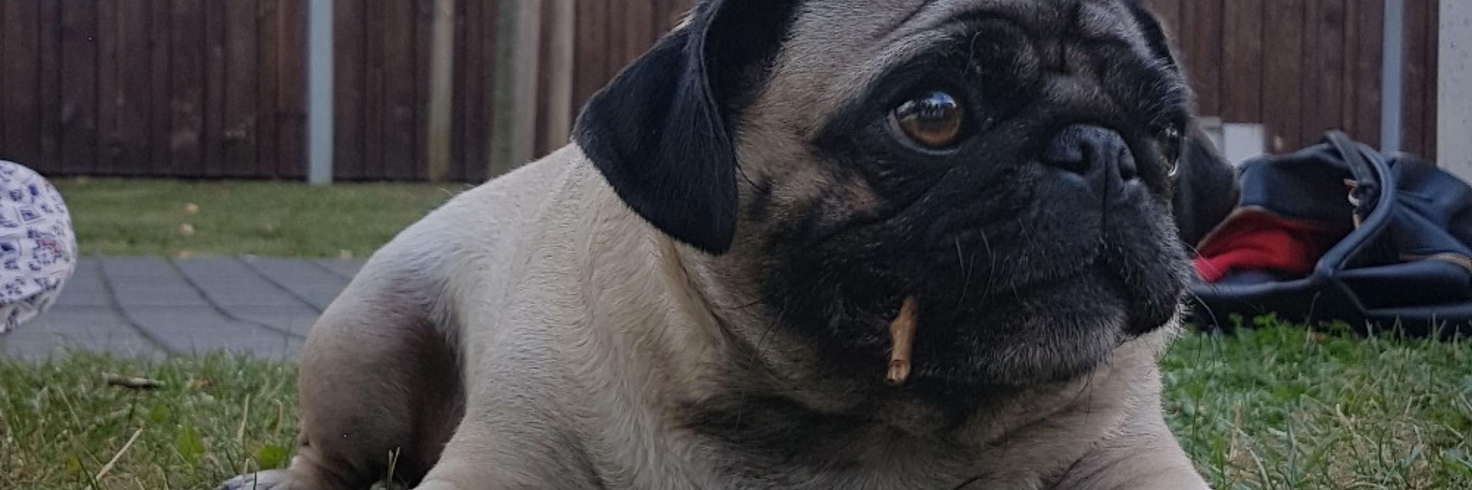 Mann_mit_Mops 