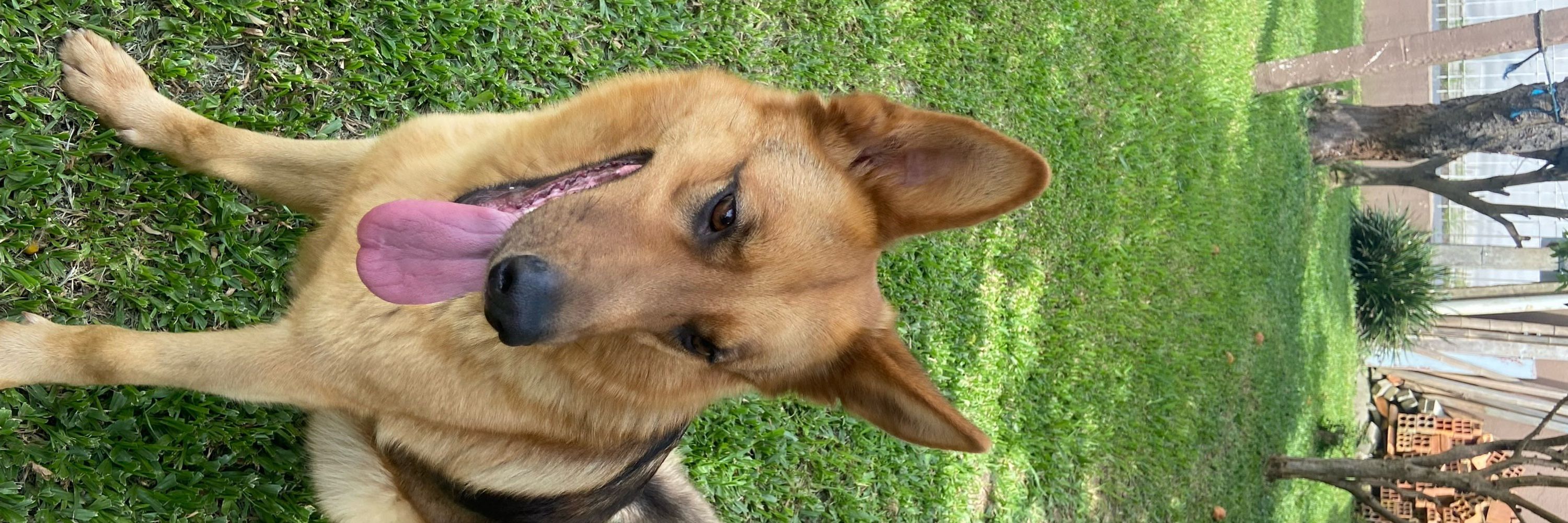 Geleia 