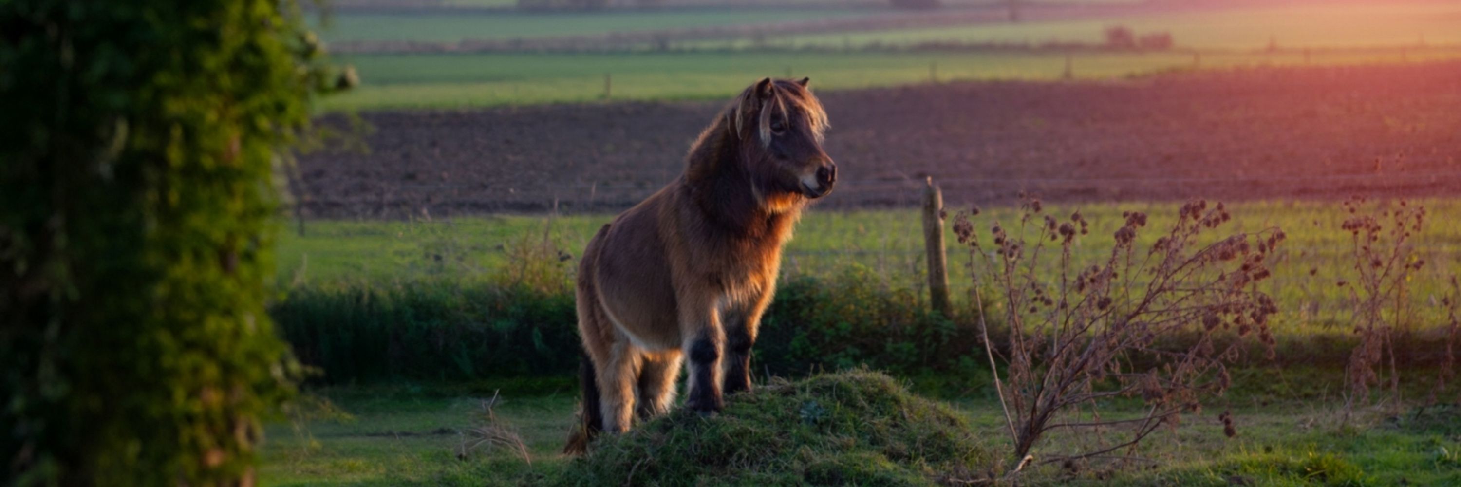 Amber • Paard in Vrijheid