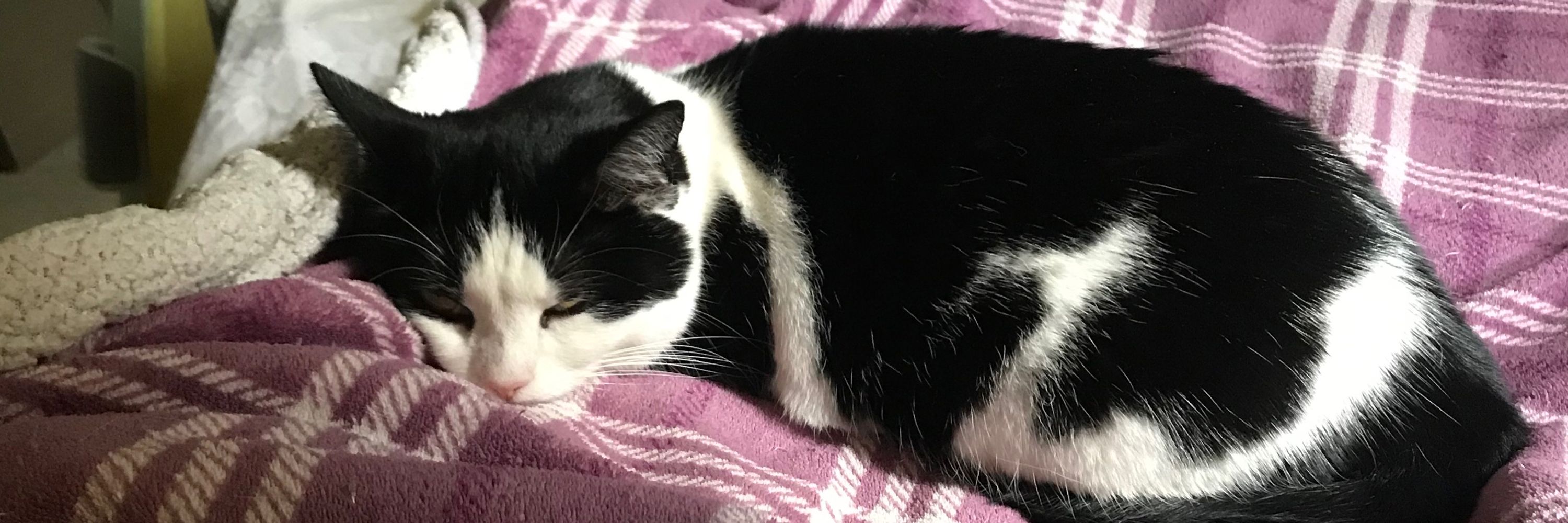 Bertie Sniffles 😻❤️☮️🏴󠁧󠁢󠁷󠁬󠁳󠁿