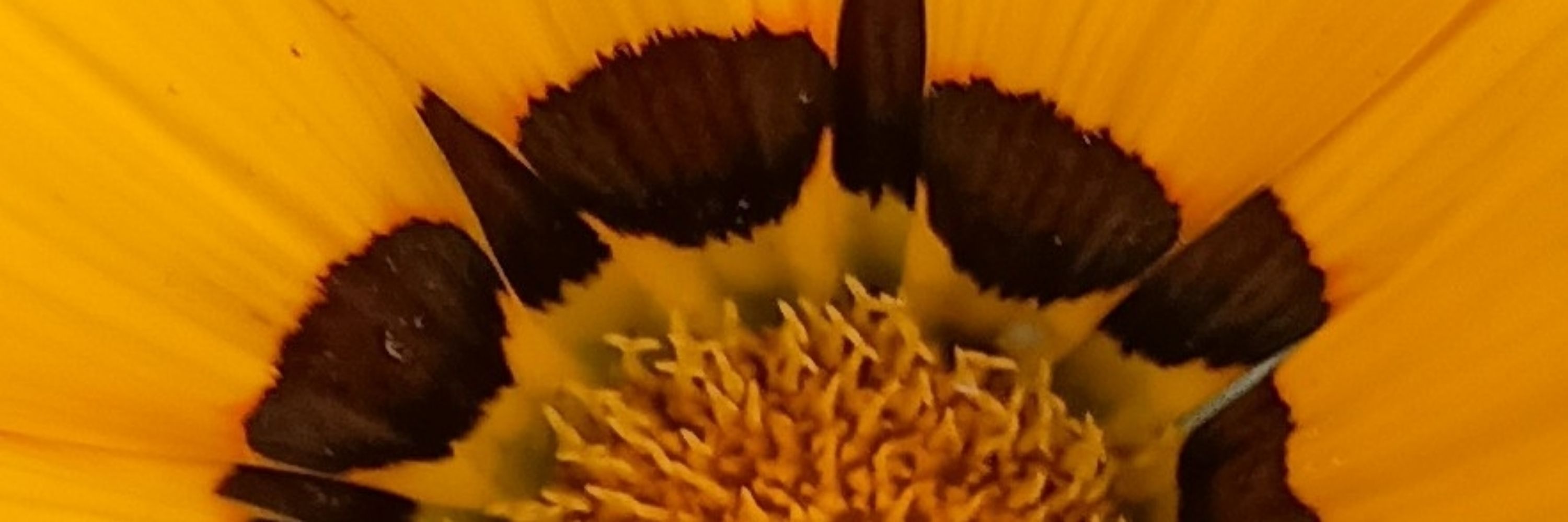 Barnaclebum
