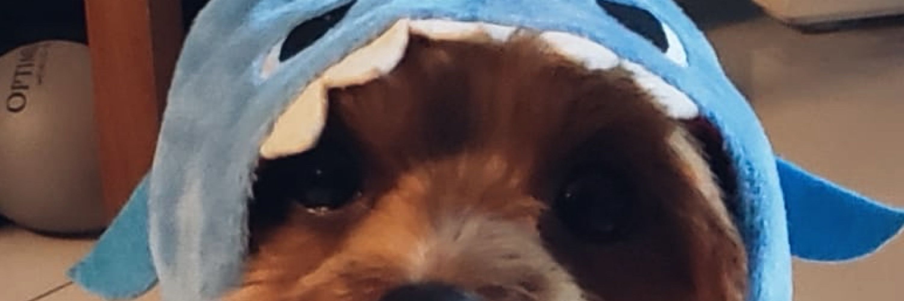 gigi