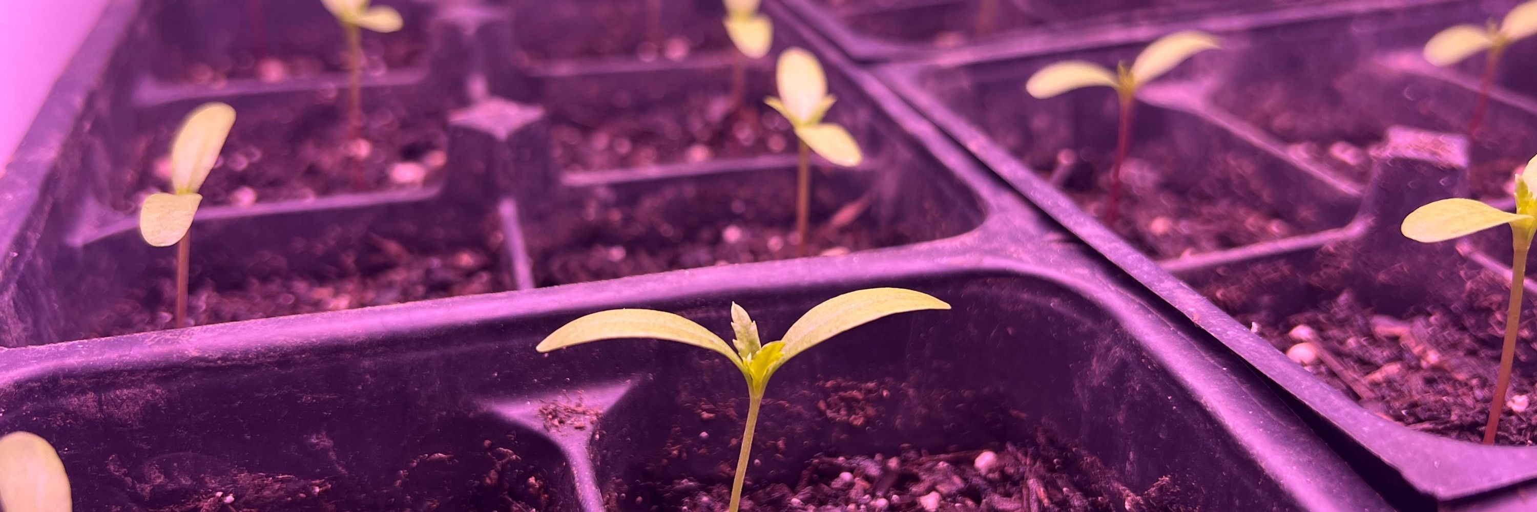 SeedLife