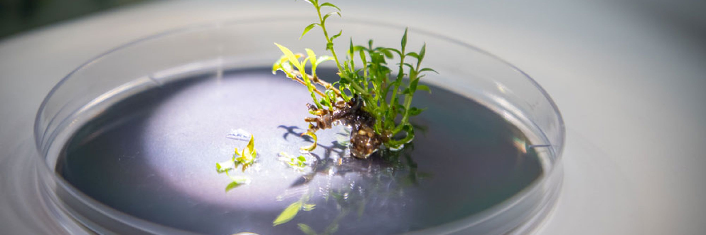 Queensland Alliance for Agriculture and Food Innovation