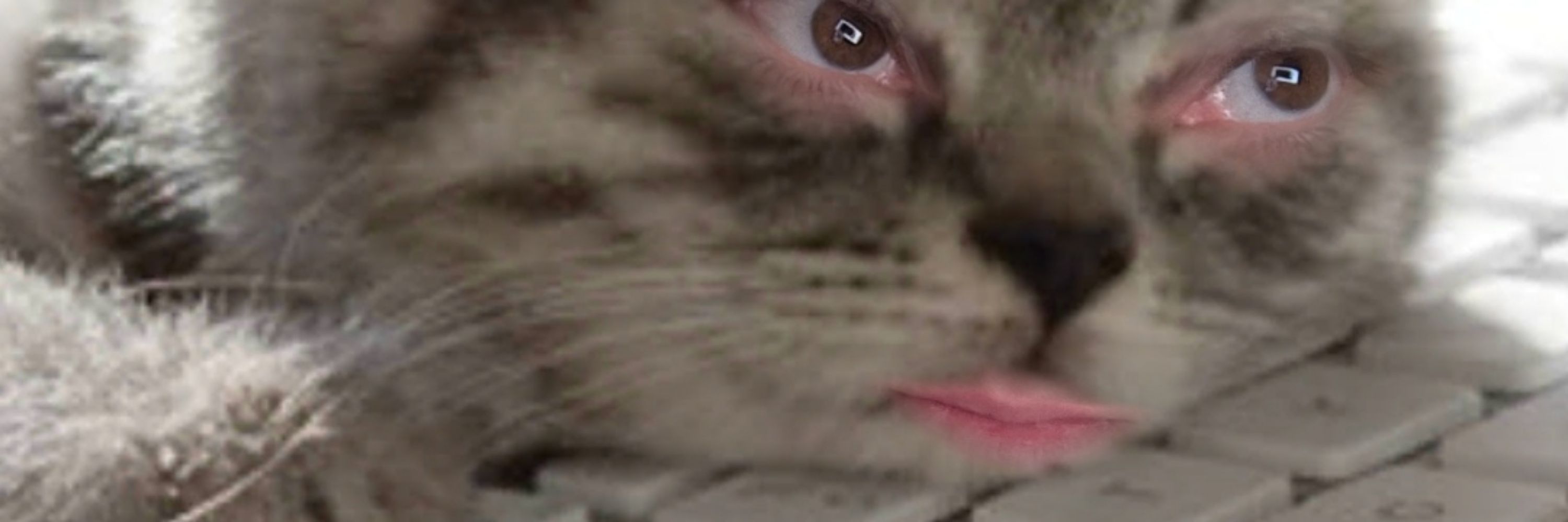 Kitty Phrix