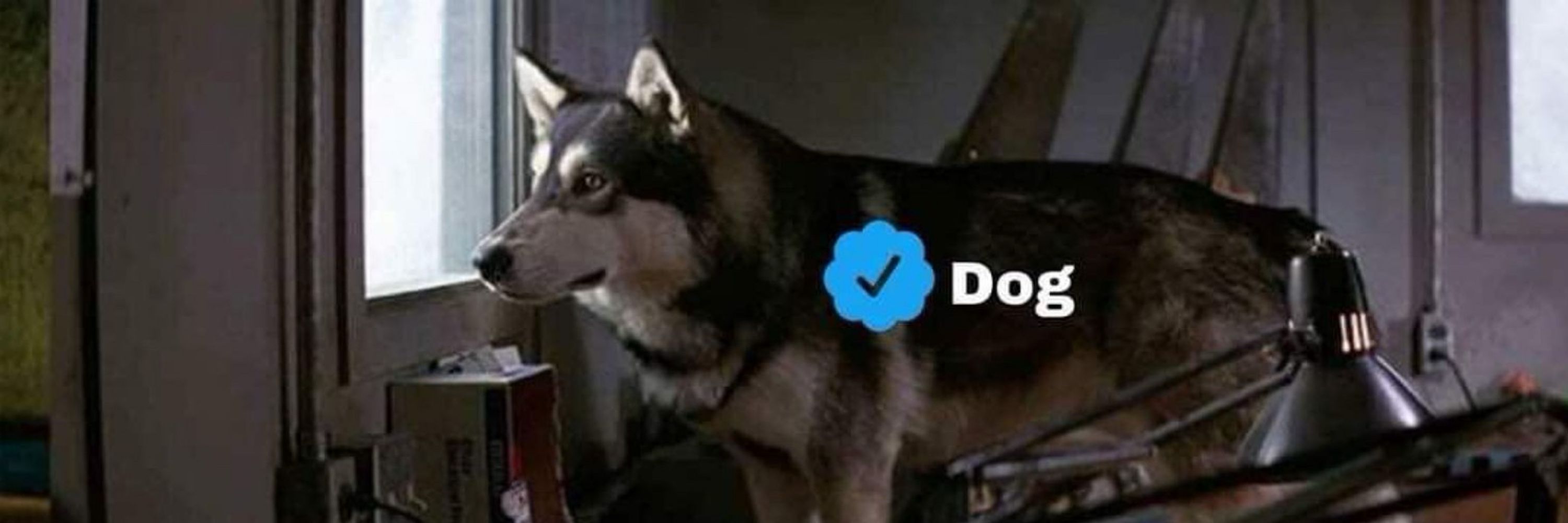 ░D░O░G░ ░I░N░ ░B░I░O░