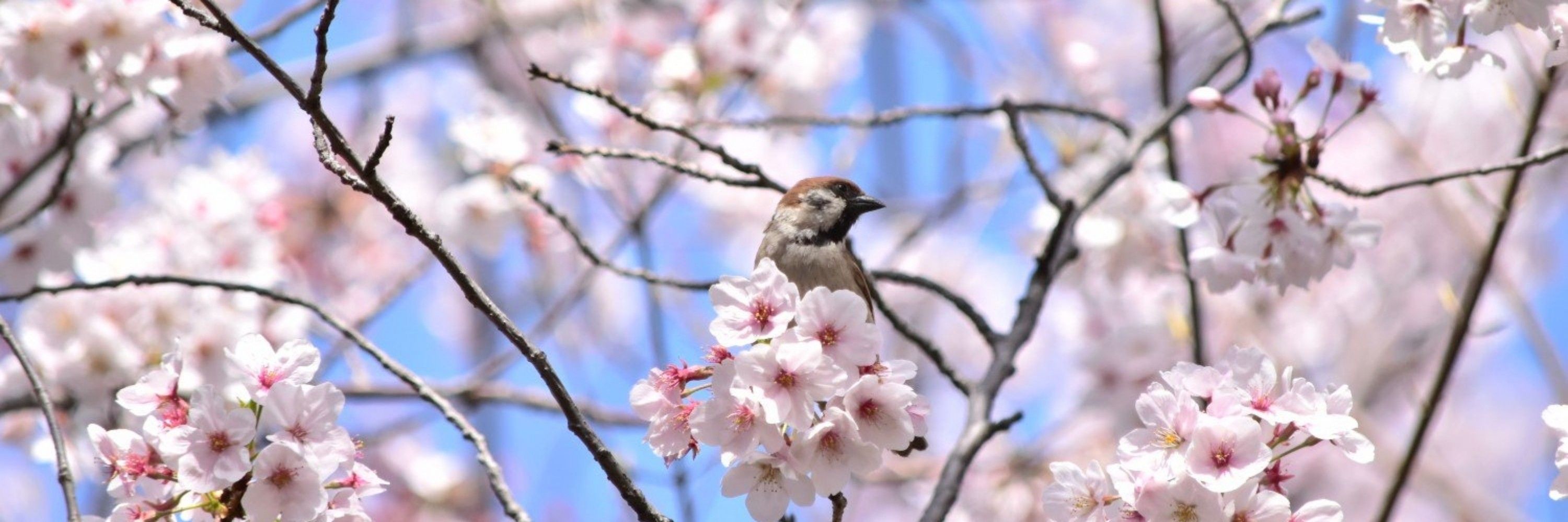藍鼠