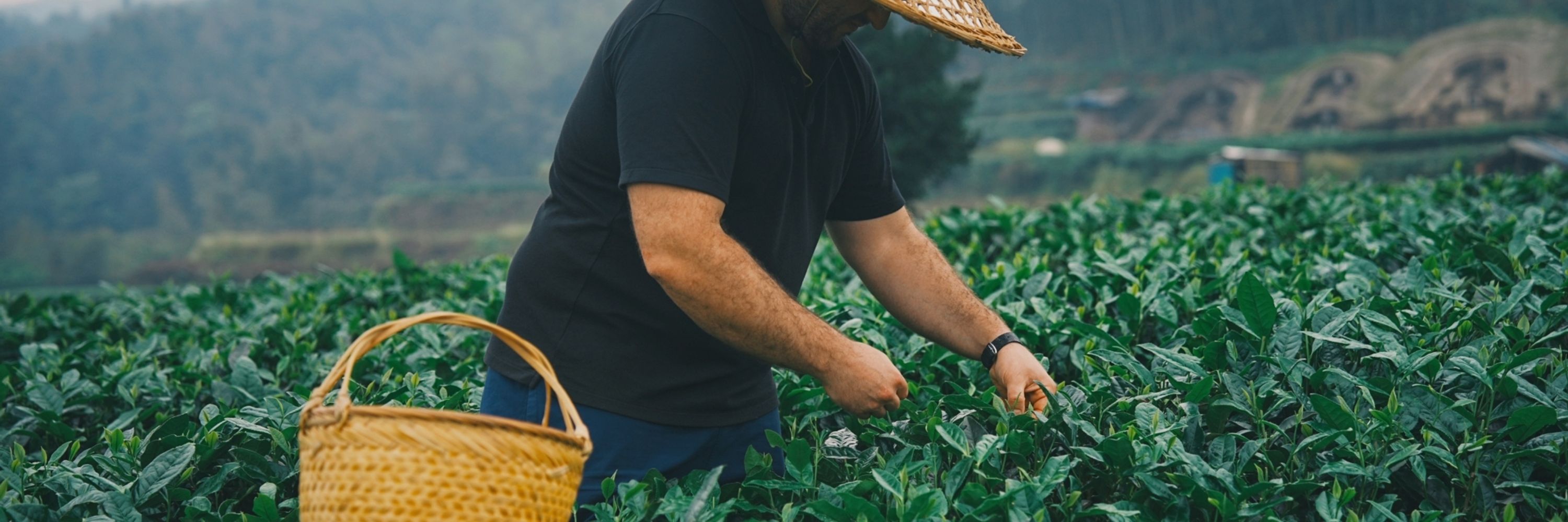 My Tea Connection