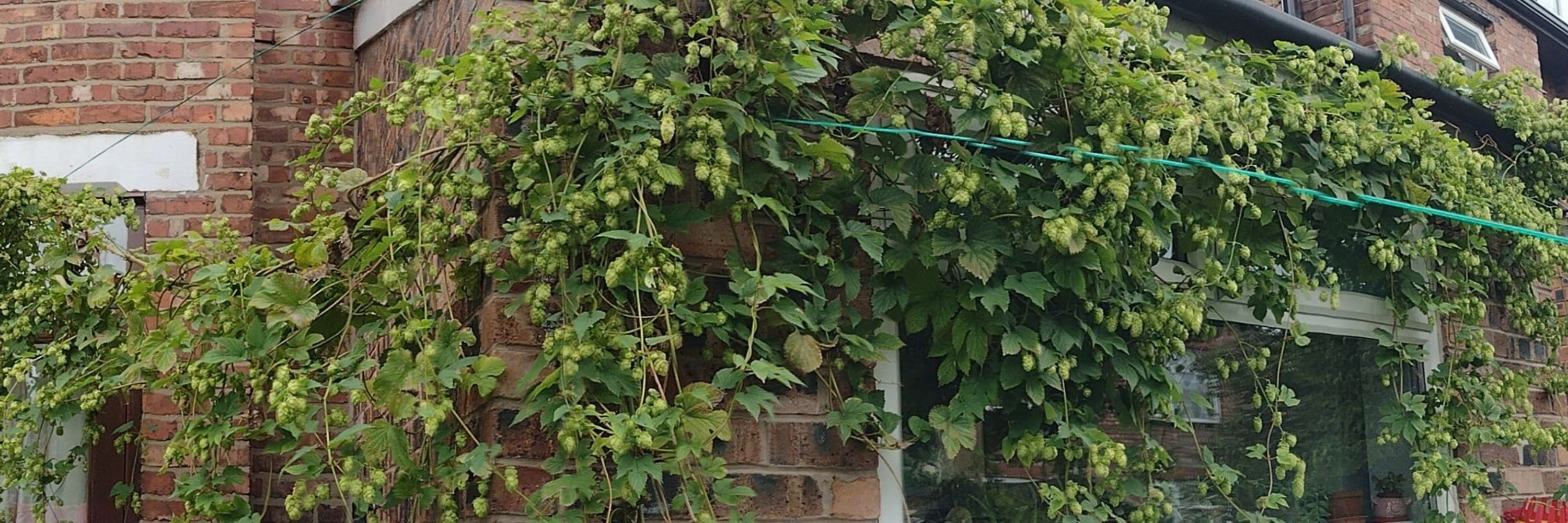 Manchester Hop Project 