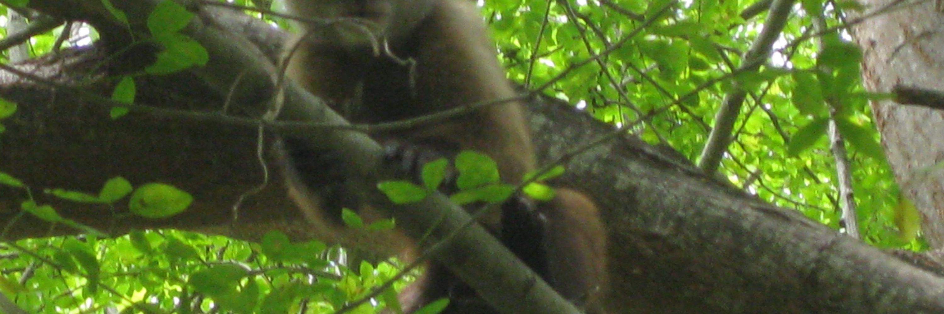 Tiraquelibras