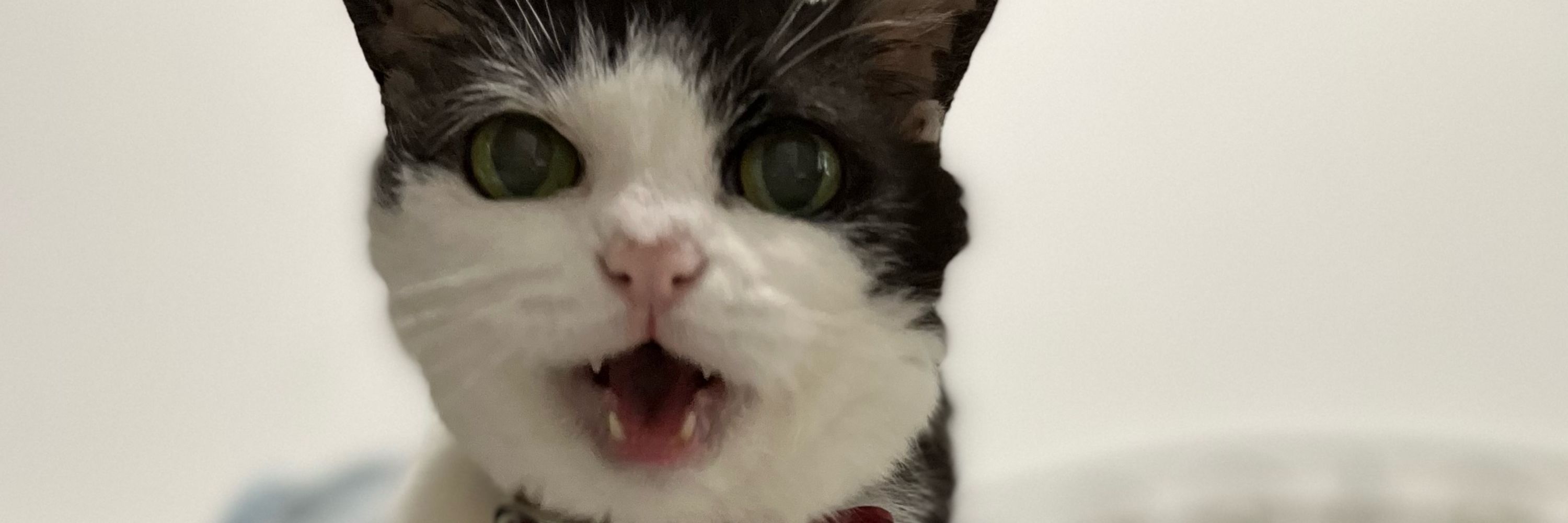 猫僕