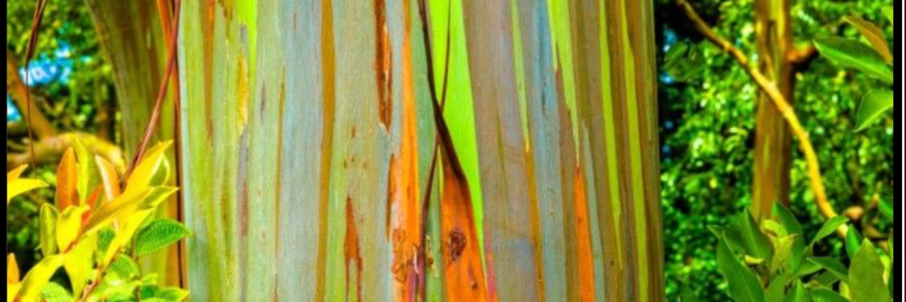PaintedTree