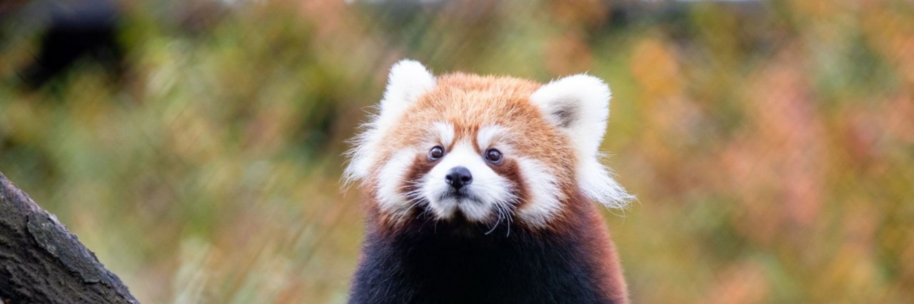 Red Panda Enthusiast