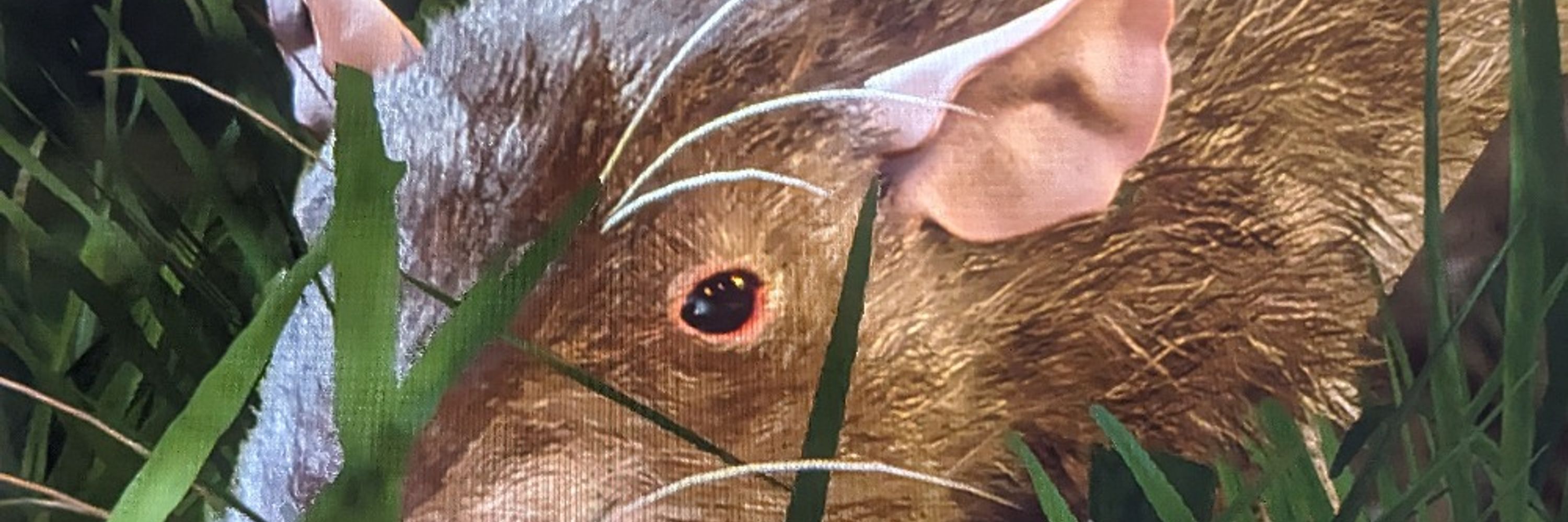 Carrot 🥕🐀