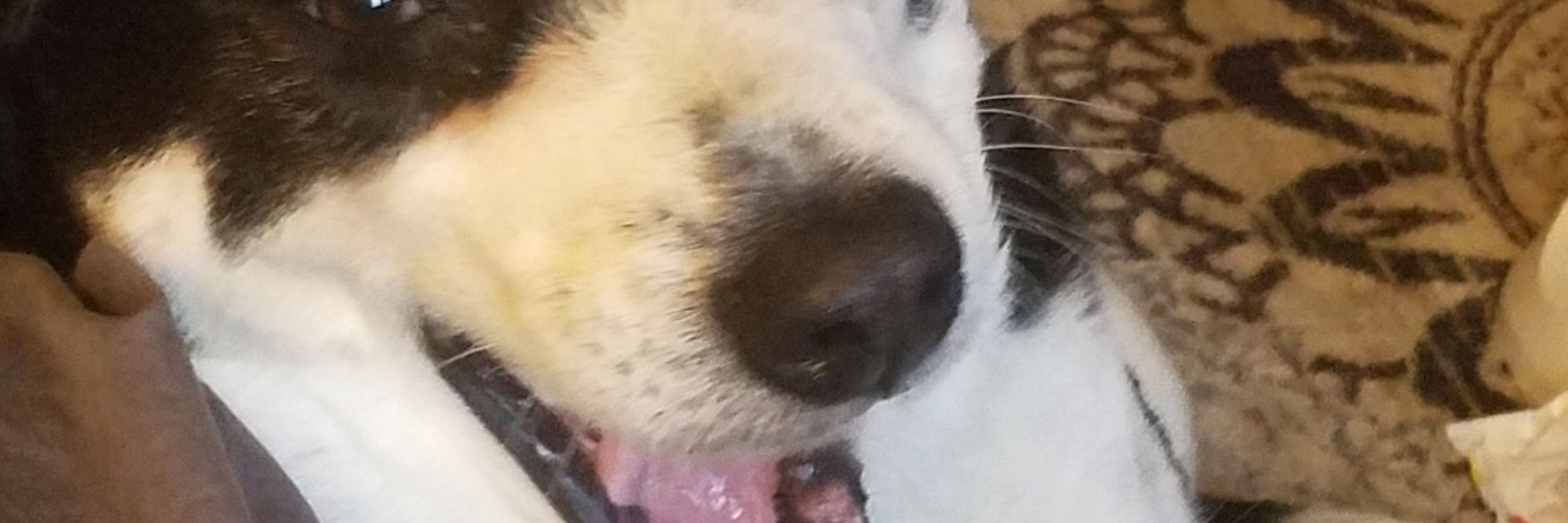Temmiemmie