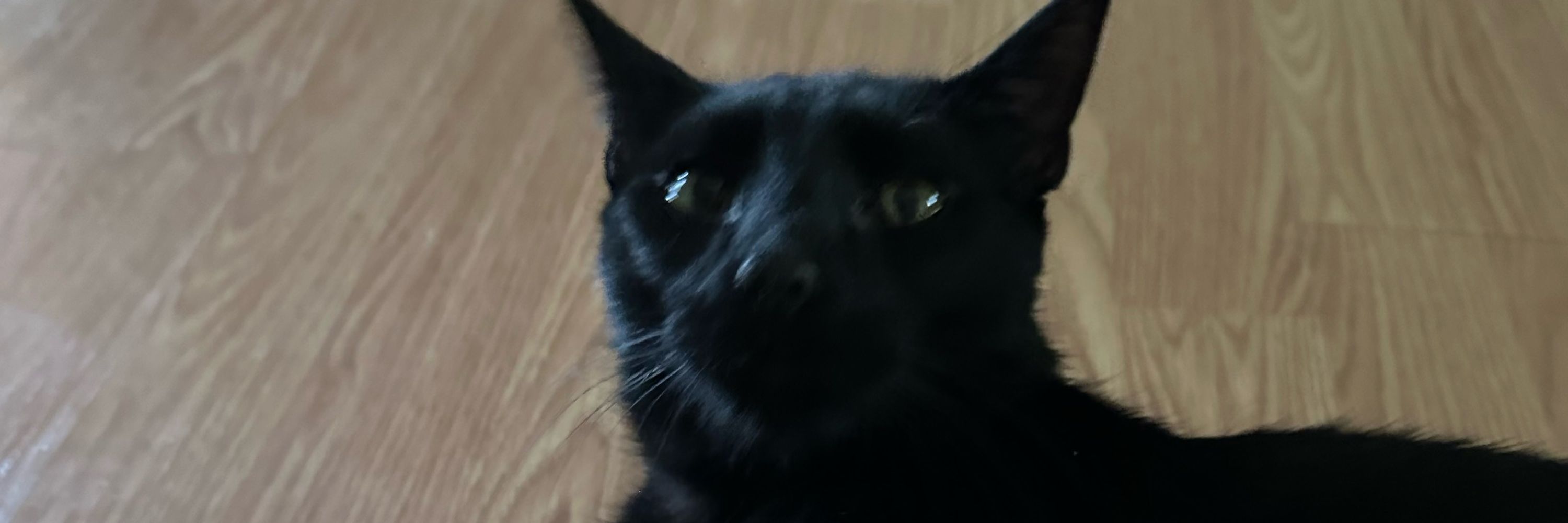 lia
