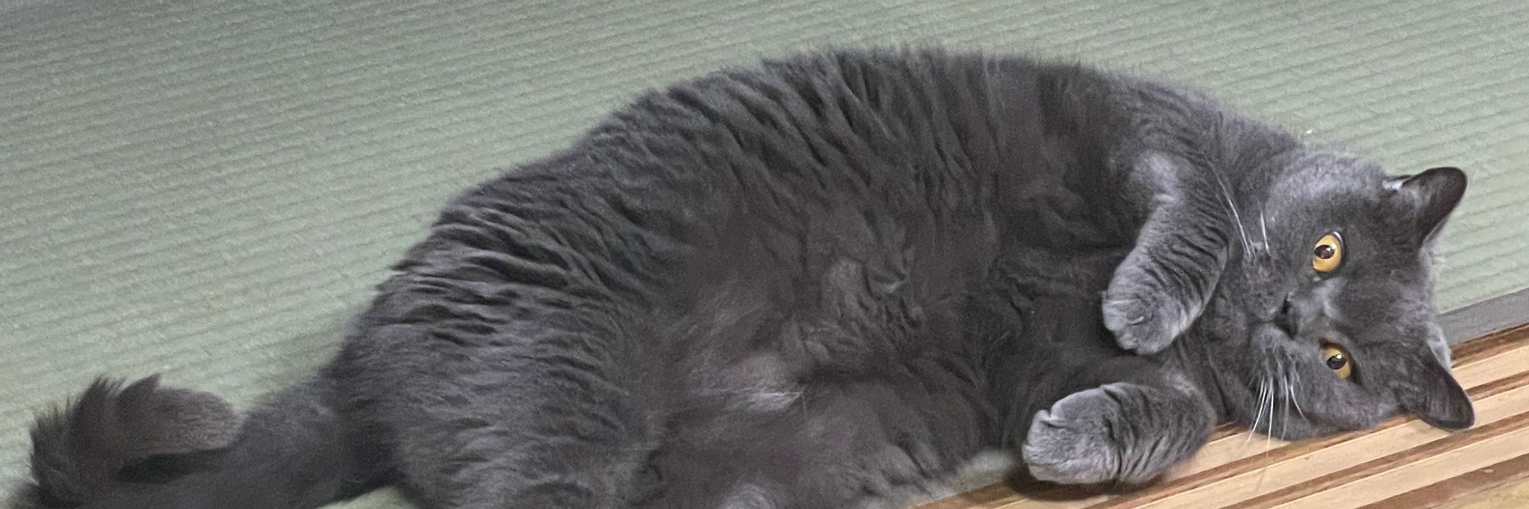 ももぬこ