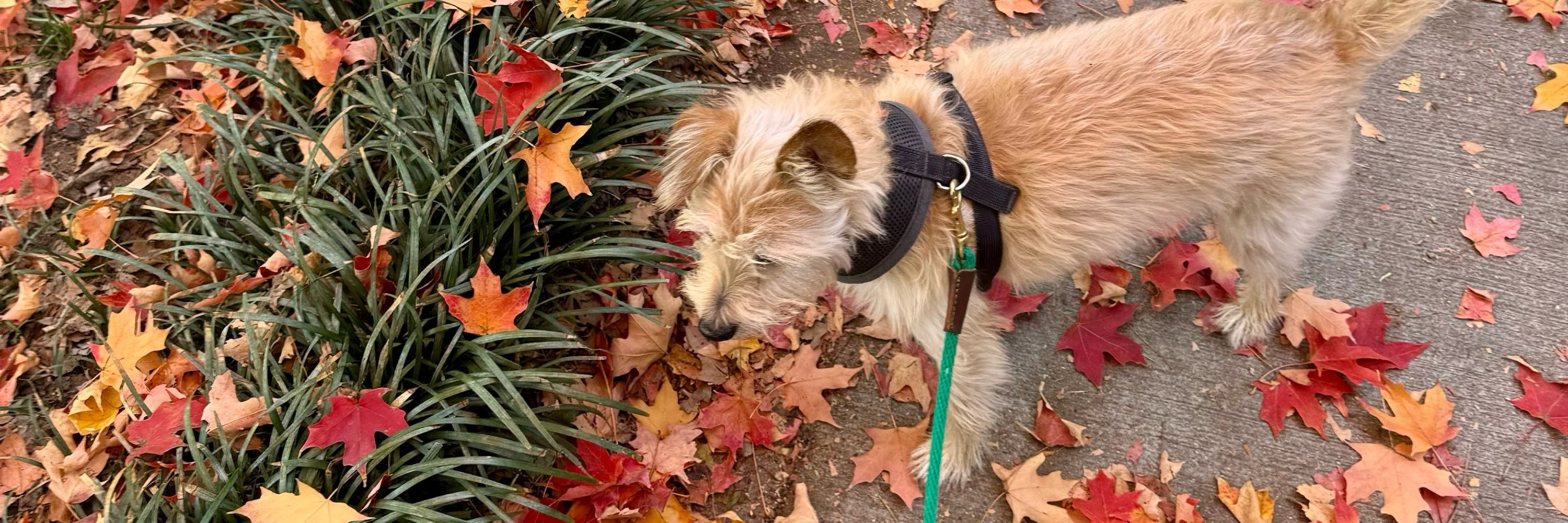 Joni