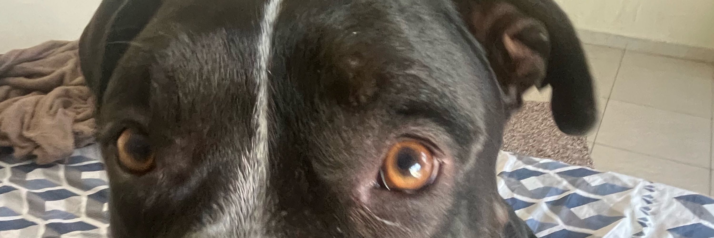 Gabriel