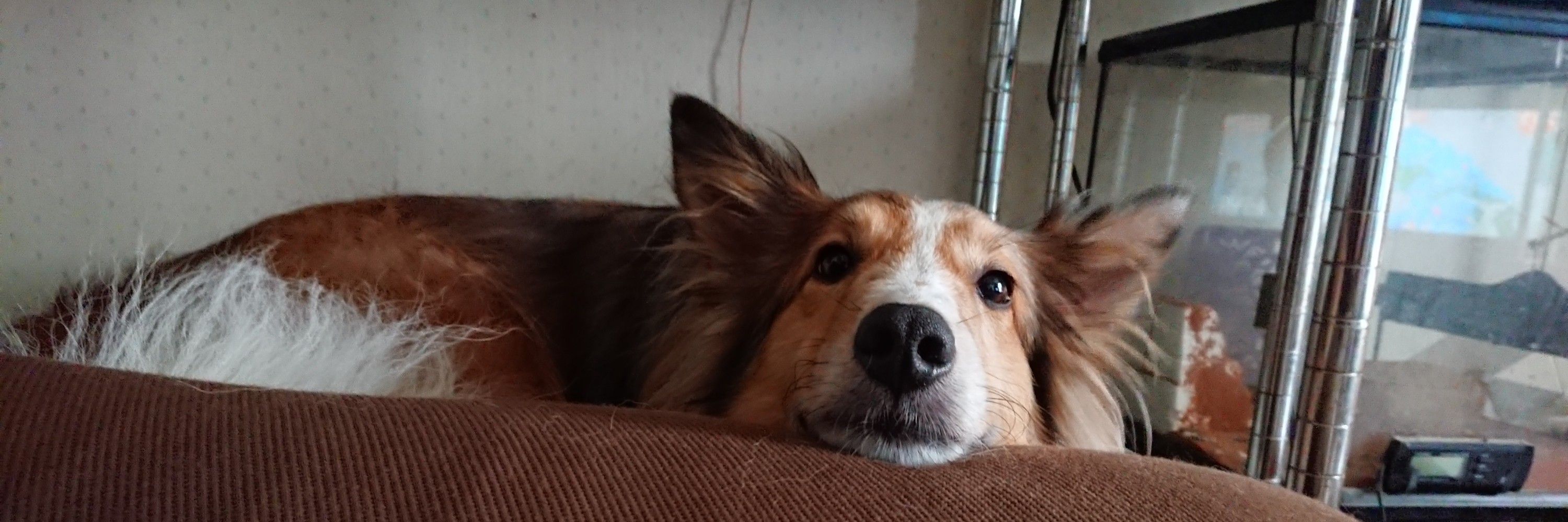 テツ