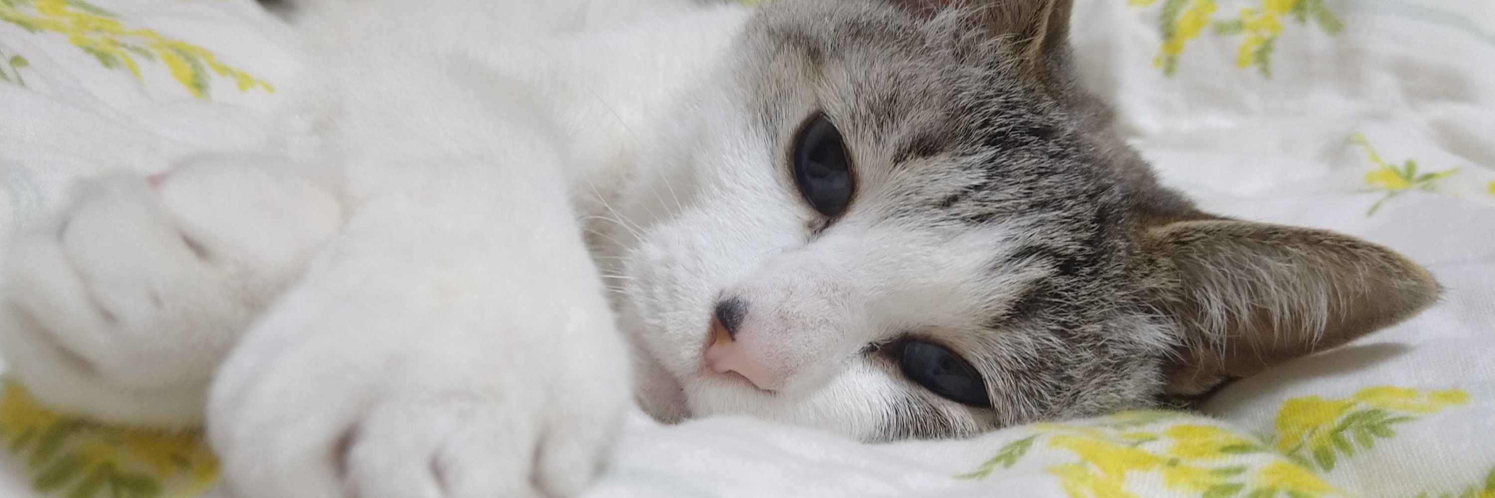 ゆえ