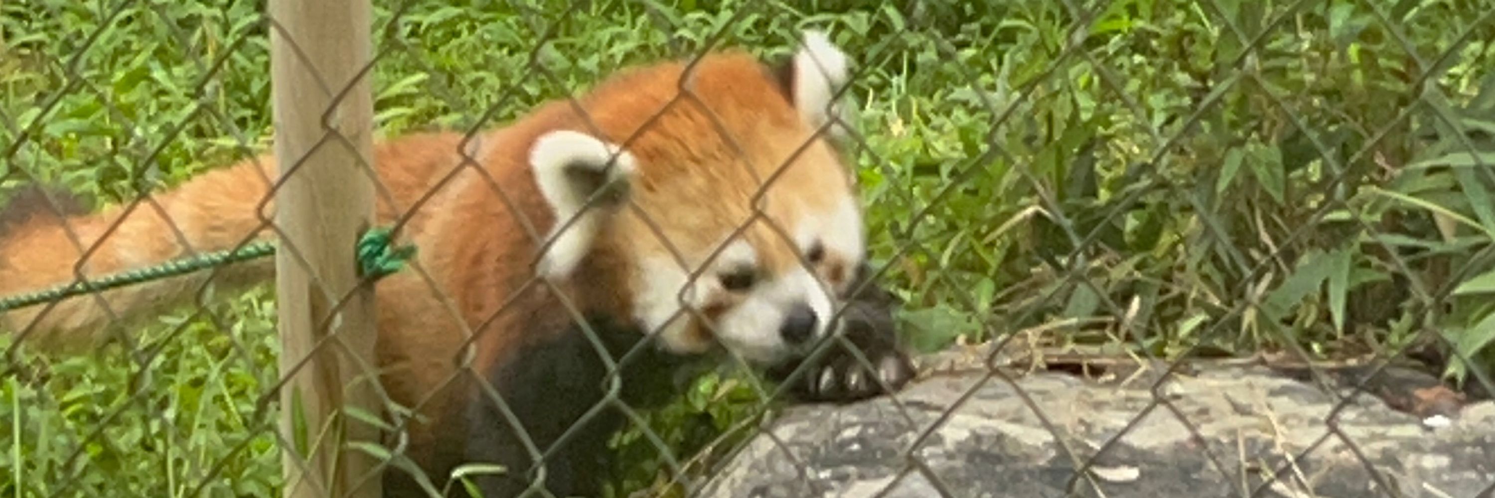 のこたん