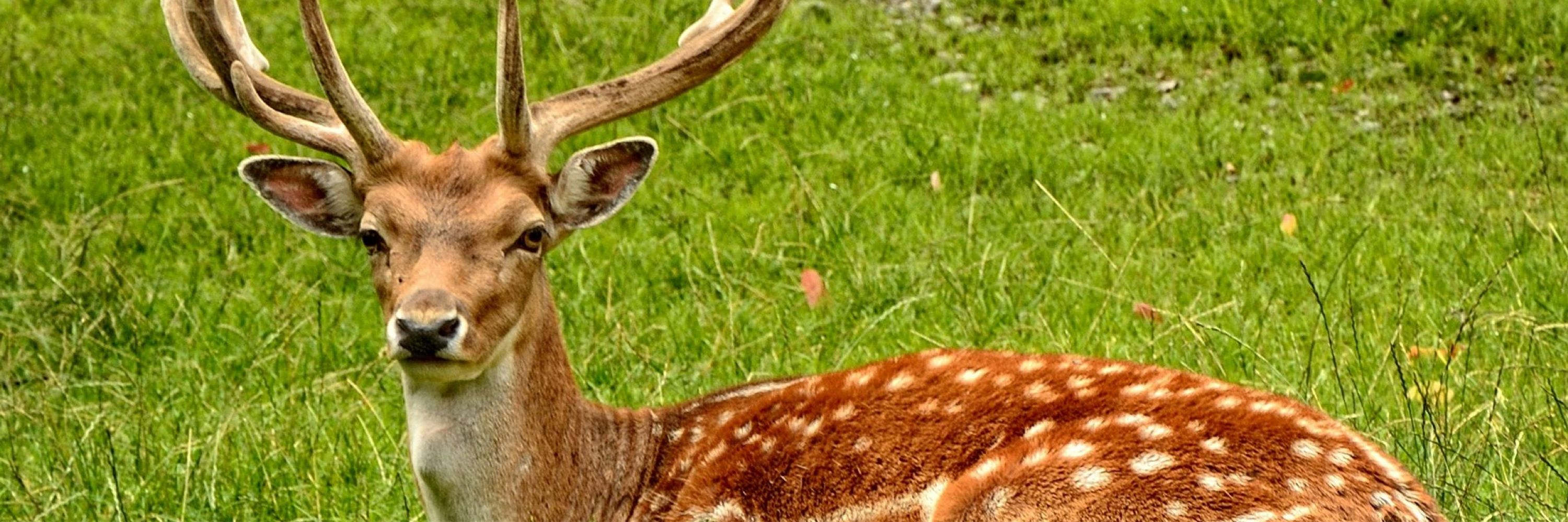 Deer Lee