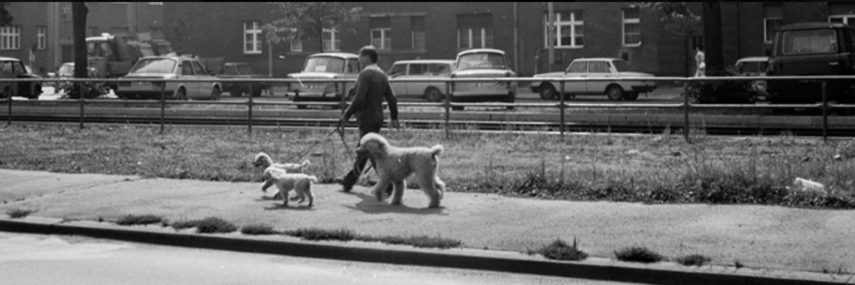 Minou op den Velde