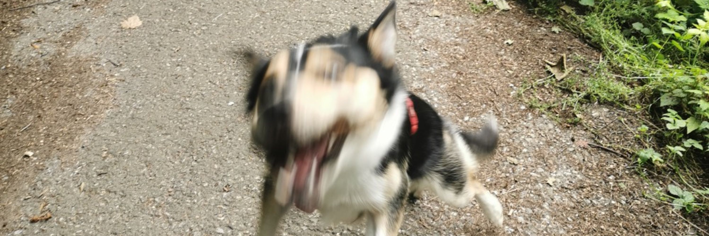 TaubenKoenig