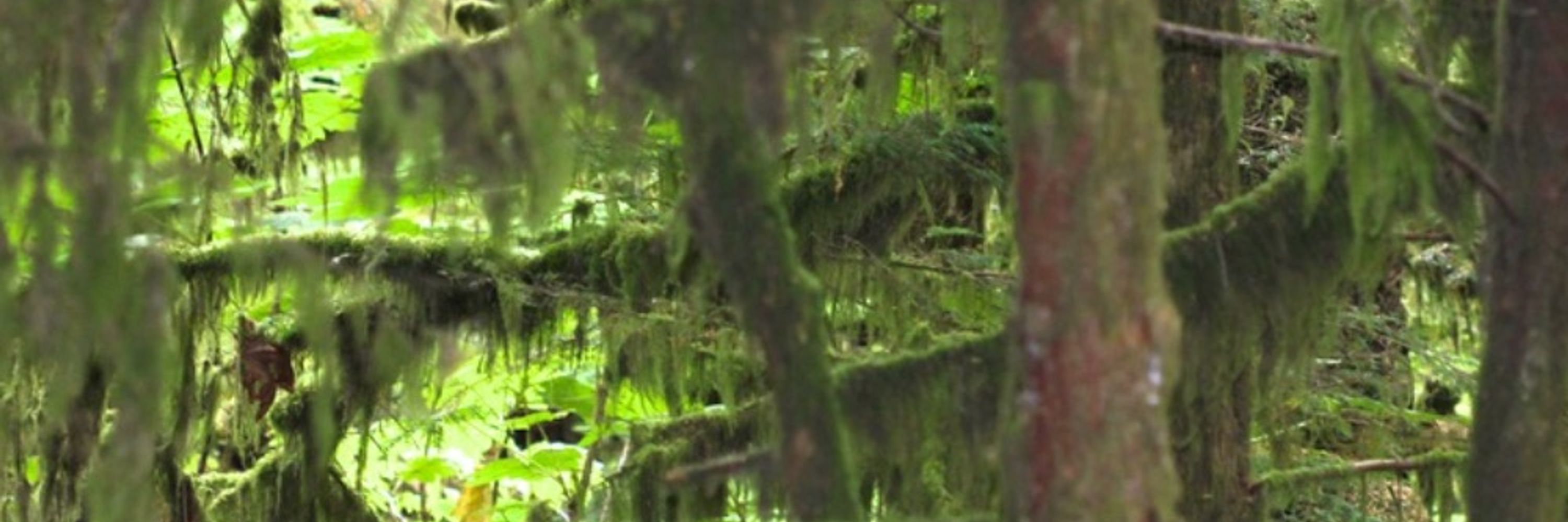 GreenLeftHand