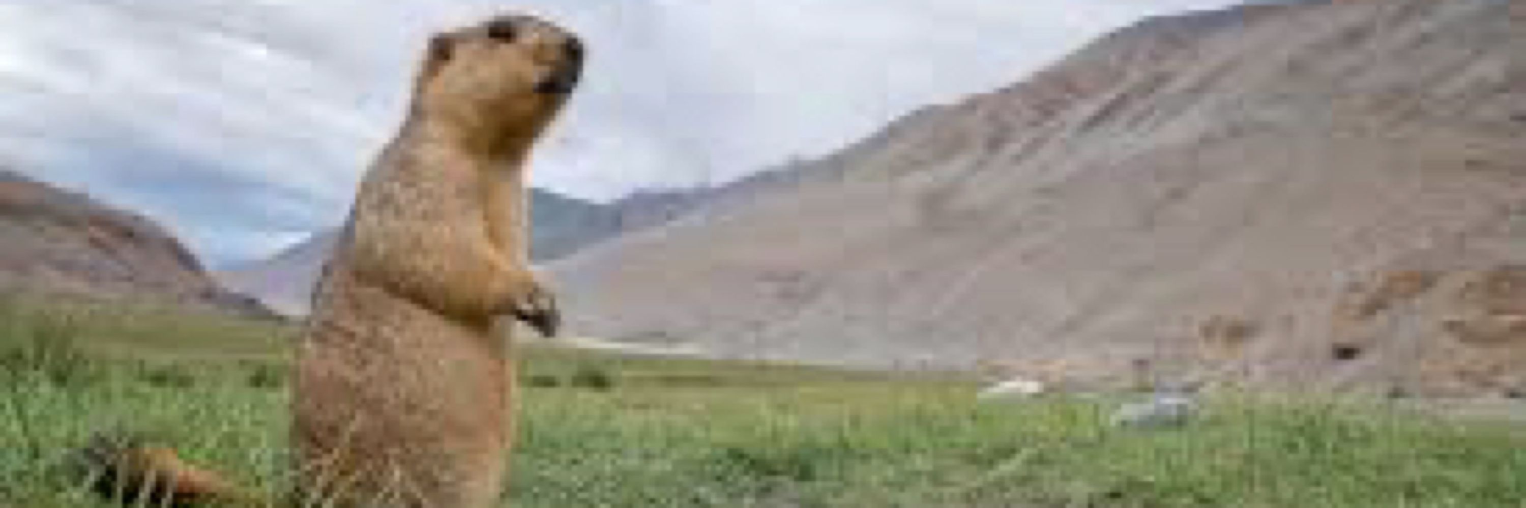 Marmot Mike