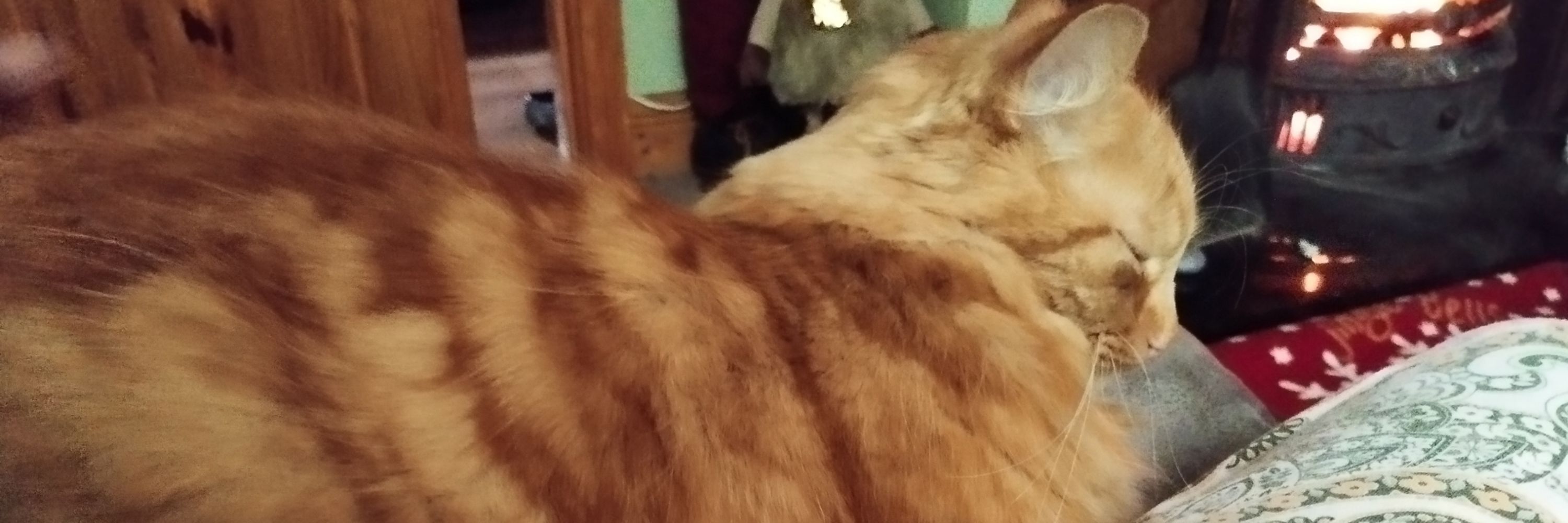Ness & Wilbur the cat