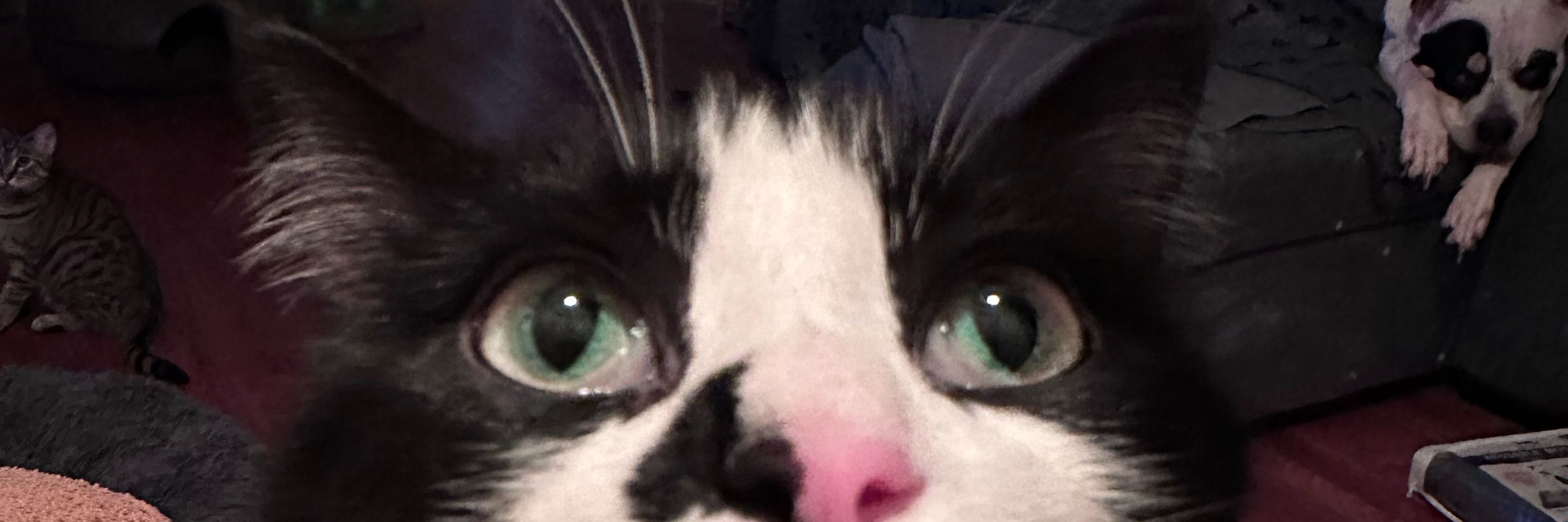 Casi