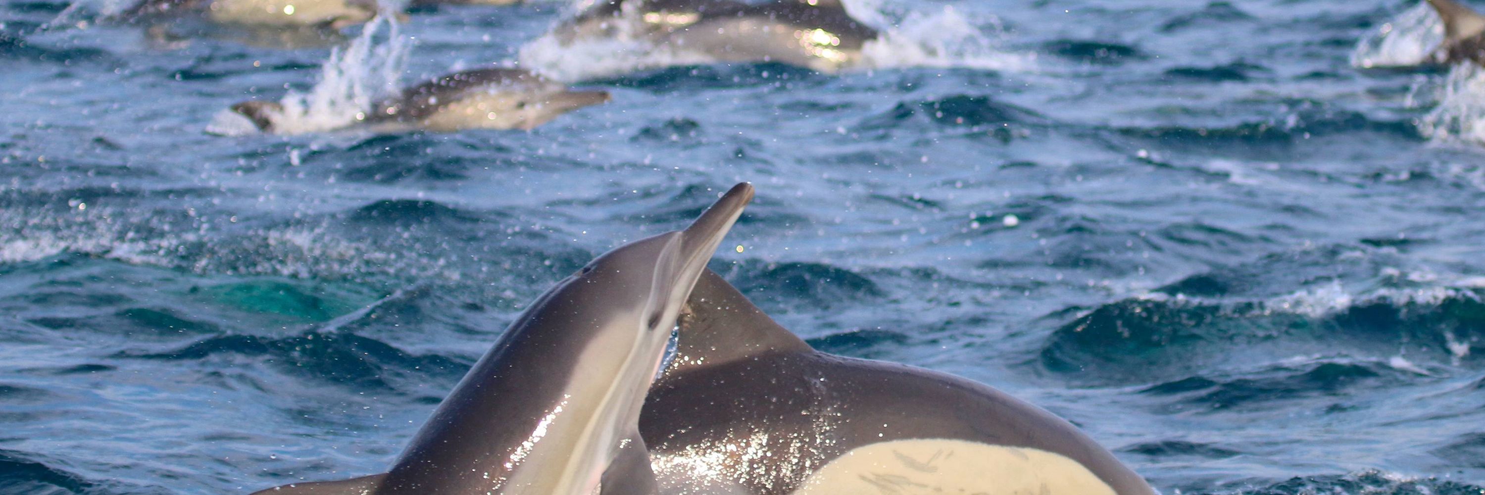 Marine Mammal Expertise