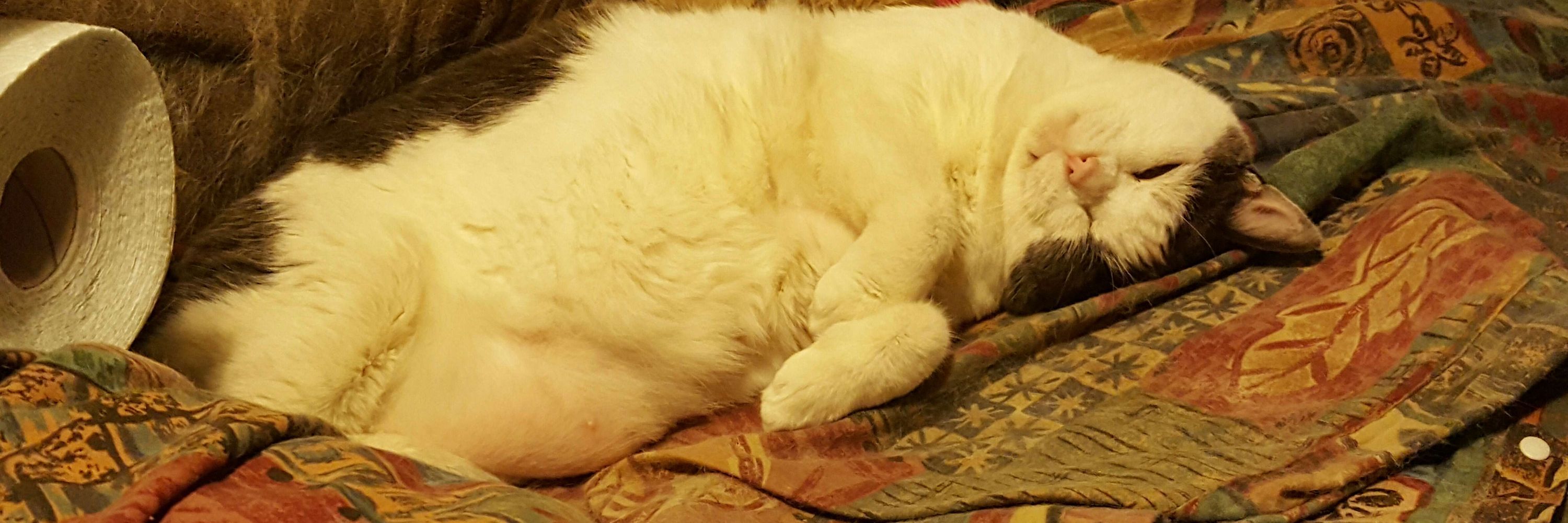 Mitzi