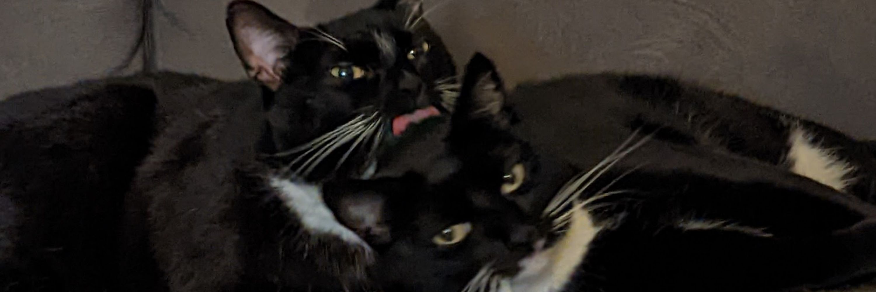 bleeeeeeeeeeeeeeeeee 