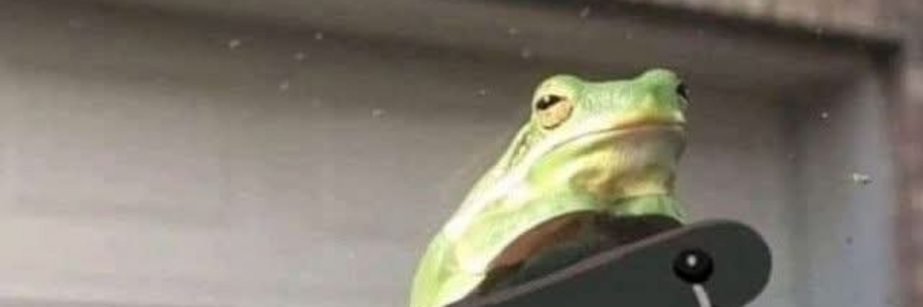 🐸