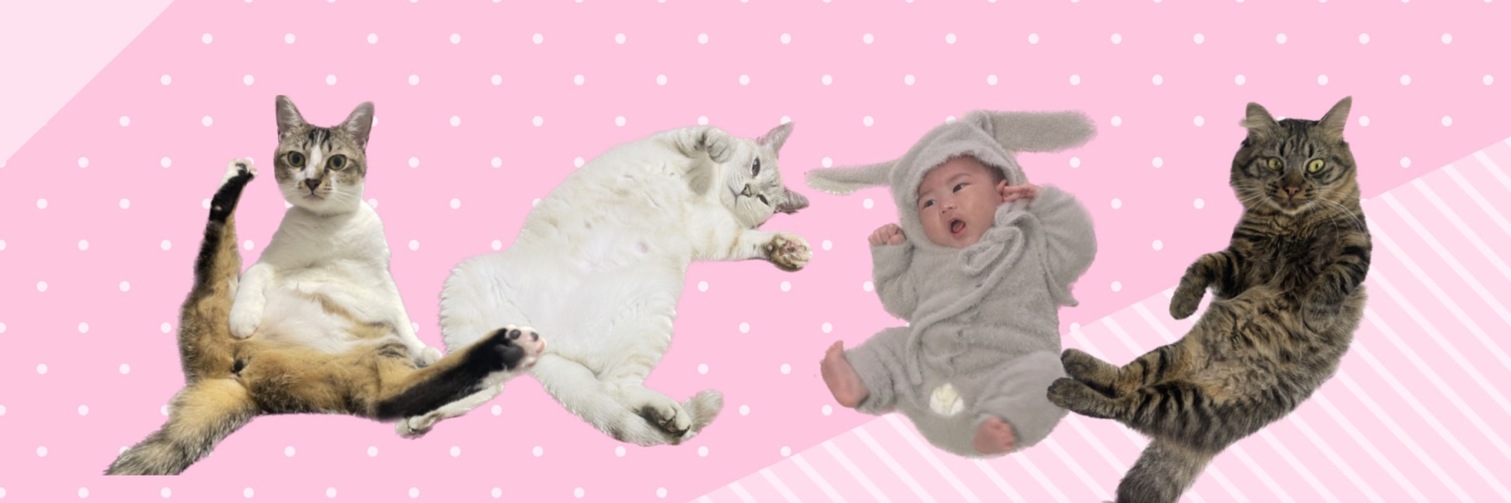 あみにゃん