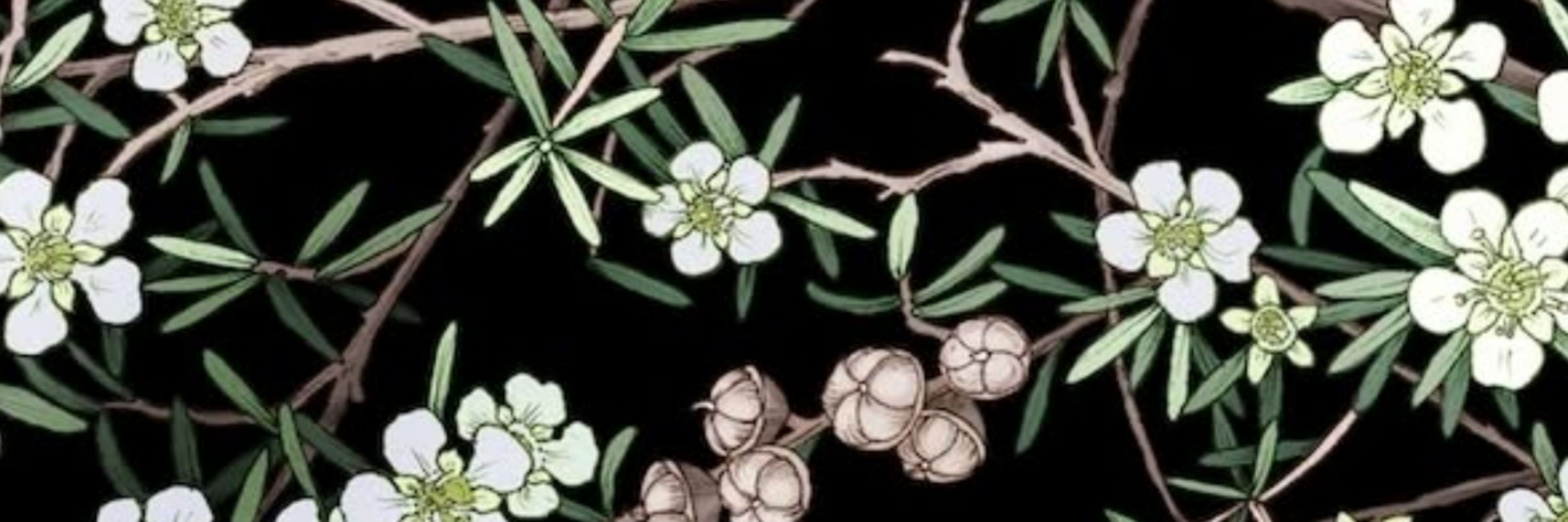 Edith Rewa ~ Plant Patterns & Illustration
